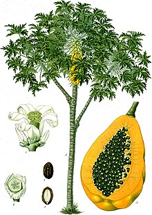 220px-Carica_papaya_-_K%C3%B6hler%E2%80%93s_Medizinal-Pflanzen-029.jpg
