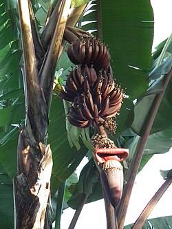 250px-Red_banana_in_Tanzania_0196_Nevit.jpg