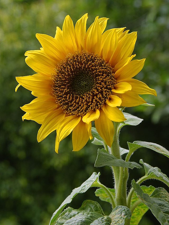 640px-A_sunflower.jpg