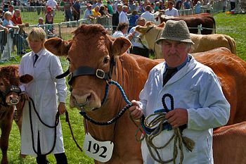 350px-Cattle_In_The_Show_Ring%2C_Devon.jpg