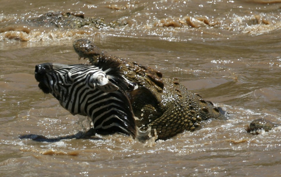 crocodile-zebra.jpg