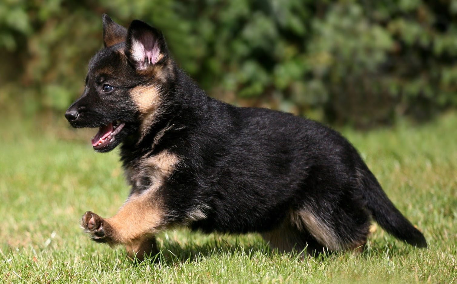 German-Shepherd-puppy-4.jpg