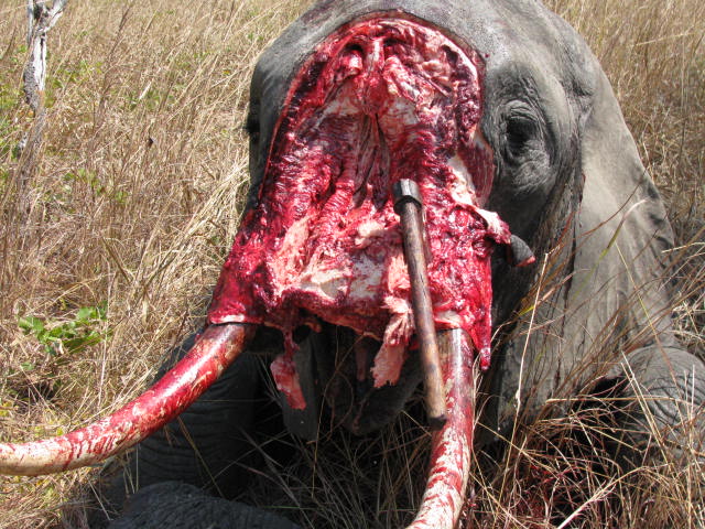 elephantpoaching1.jpg