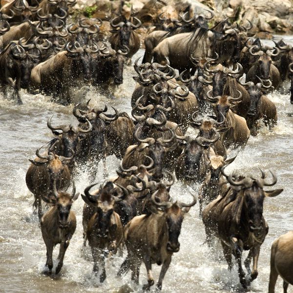Wildebeest_Running_In_River_In_The_Serengeti_Tanzania_Africa_600.jpg