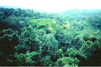 rainforest.jpg