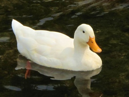 pekin-duck.jpg