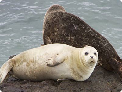white-seals-picture.jpg