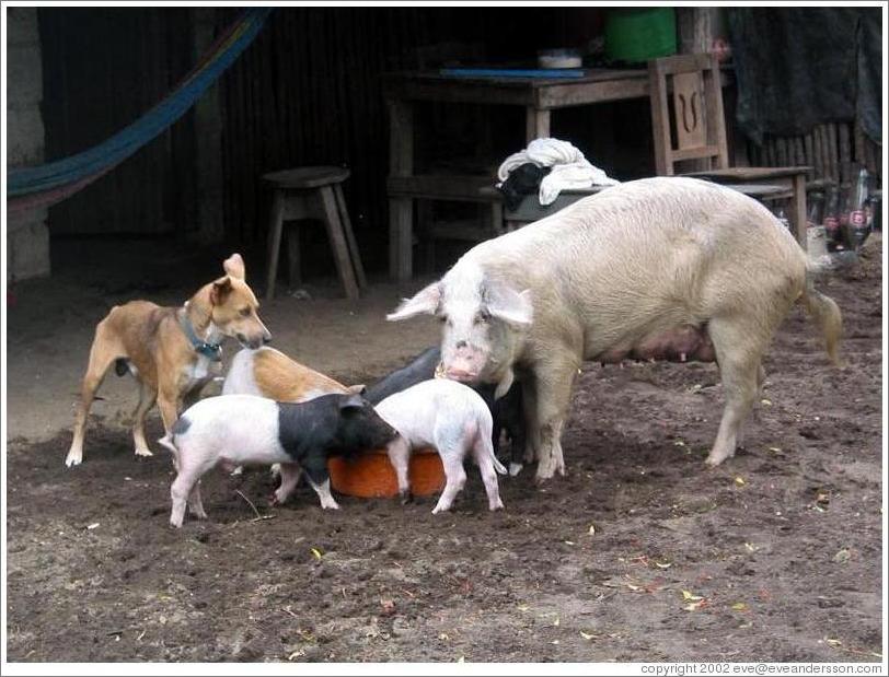 pigs-dog-eating-large.jpg