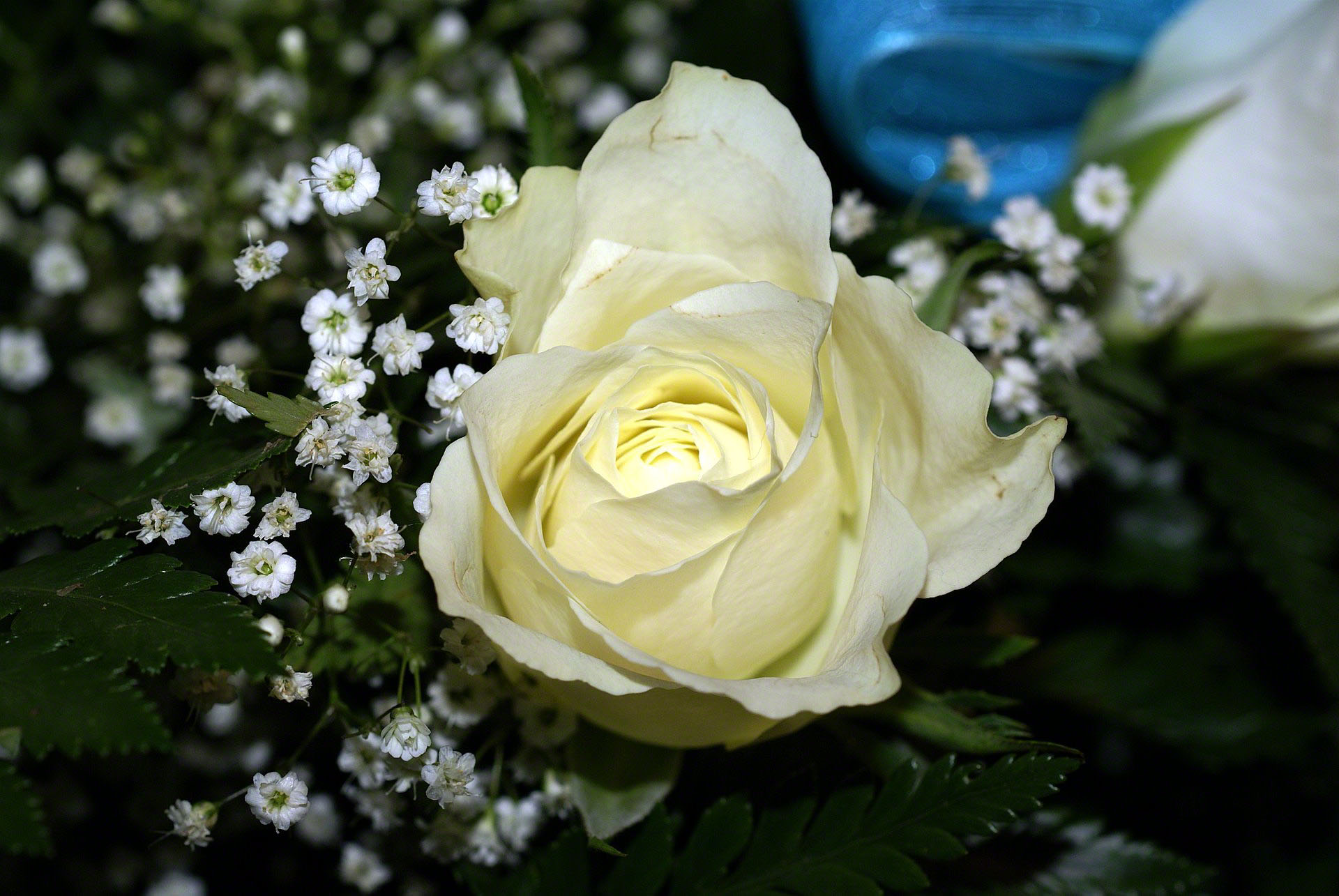 white-rose-bouquet-0266914.jpg