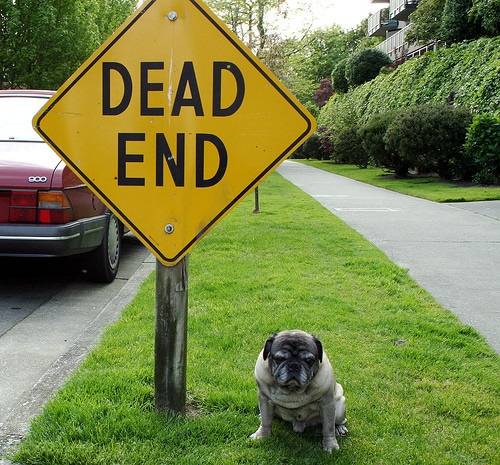 dog-with-dead-end-sign.jpg