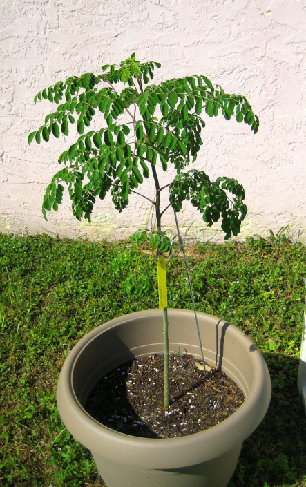 My_moringa2_tree_9_2008.jpg