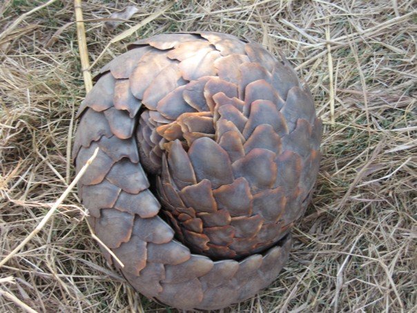 pangolin.jpg