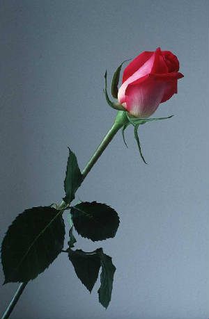 rose-flower-g2.jpg.w300h459.jpg