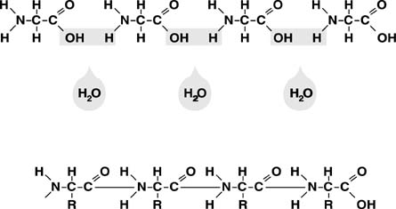 fig7b.jpg