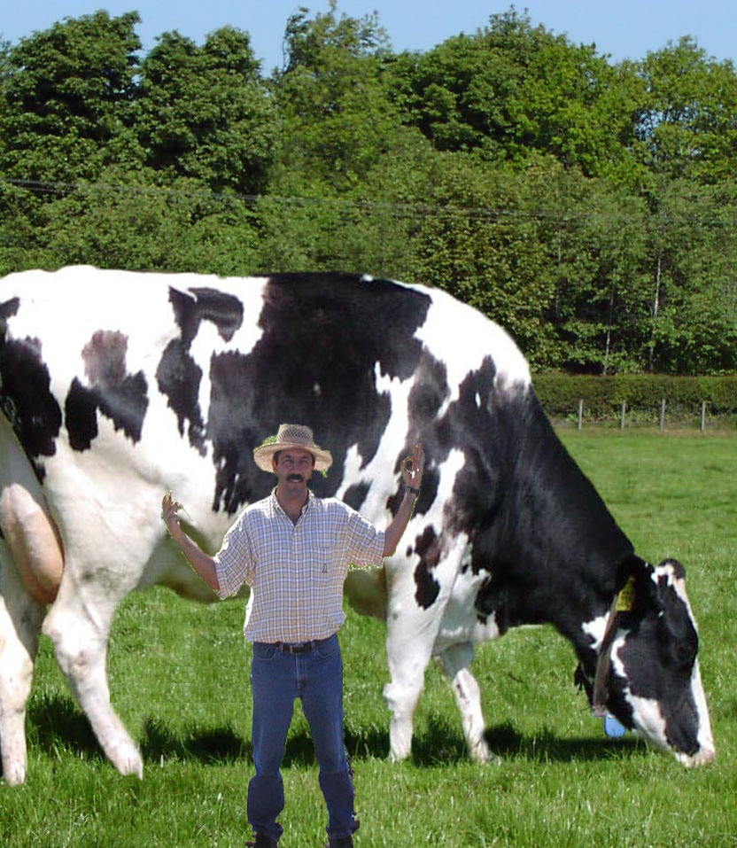 World_s_Biggest_Cow.jpg