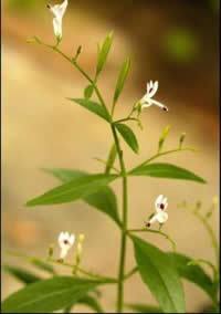 Andrographis%20paniculata.jpg