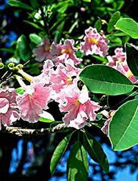 bTabebuia_impetiginosa.jpg