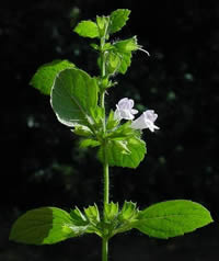 eMelissa-officinalis.jpg