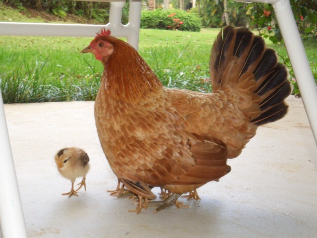 05AprHawaii_Resort_Hen_chick.sized.jpg