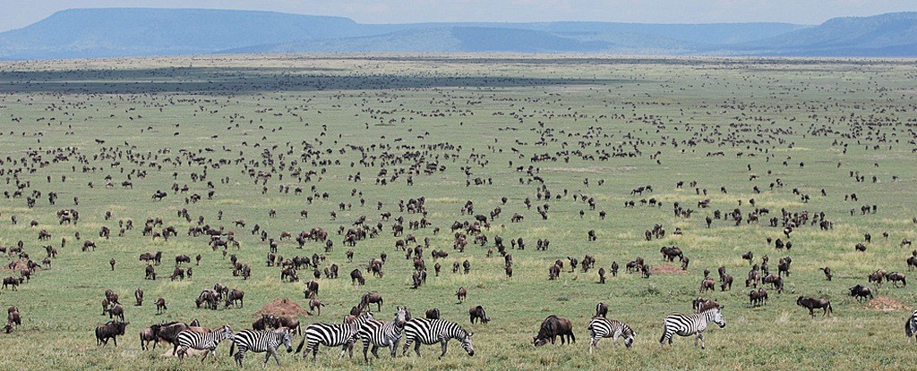 Serengeti-National-Park-wide-1024x415.jpg
