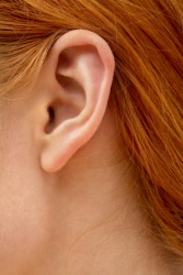 493.HumanEar.jpg