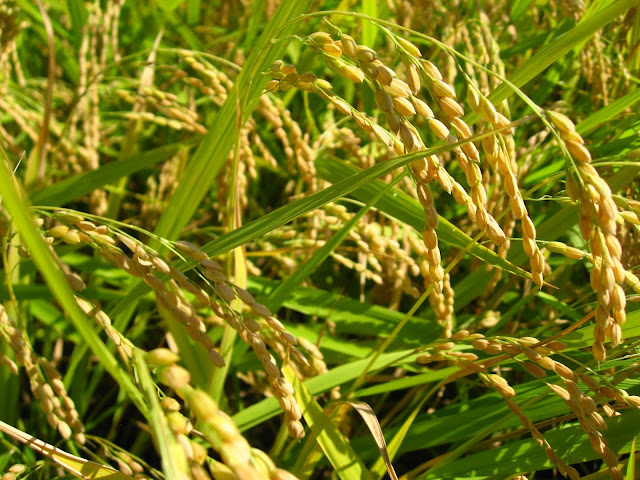 Rice-Exporters-Association-of-Pakistan.jpg