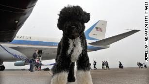 US First Family dog Bo waits to board the the Air Force One in Cape Cod on Martha&apos;s Vineyard, Massachusetts, on August 30, 2009 en route to Washington, DC. 