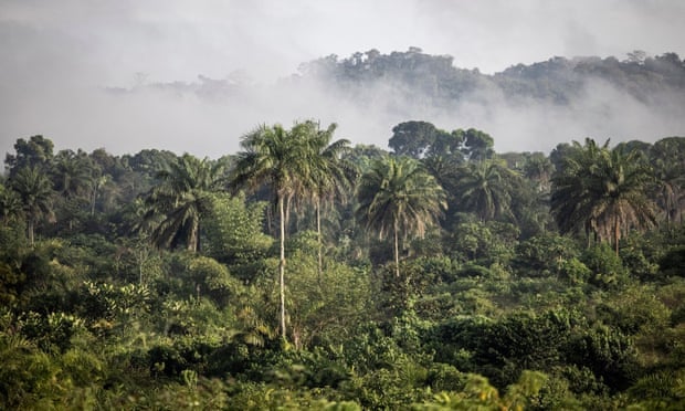Forest-covered hills in Liberia, with tall palm trees.