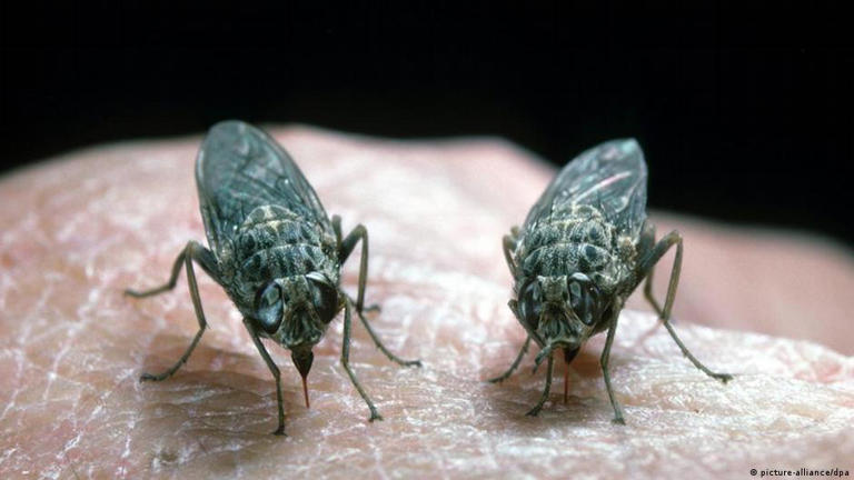 Tsetse flies are the carriers of sleeping sickness