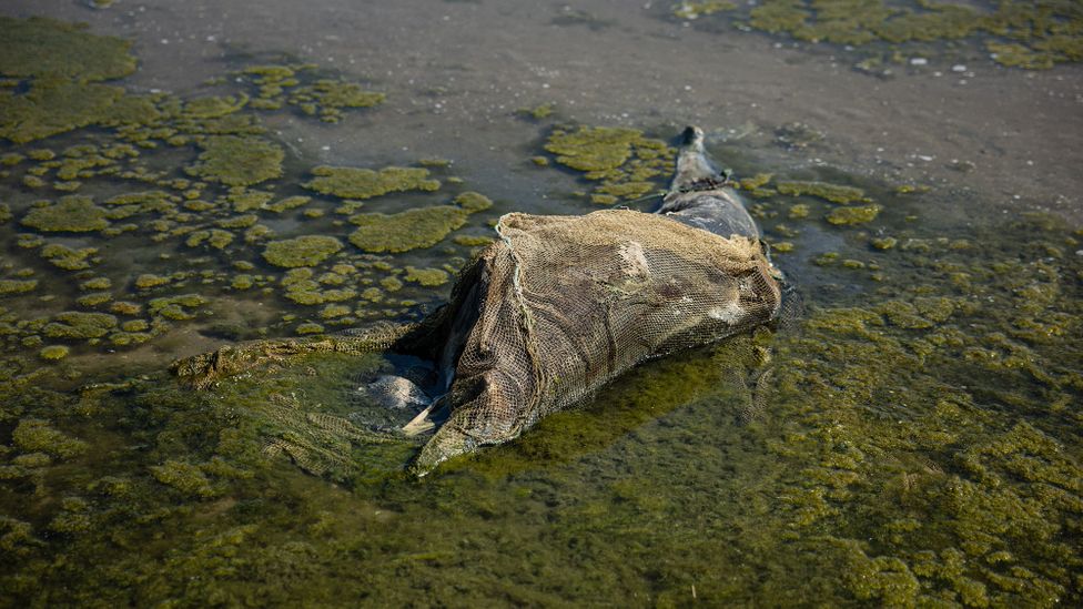 Submarine missiles, helicopter motors, underwater explosions and mines can all cause acoustic trauma to cetaceans (Credit: Getty Images)