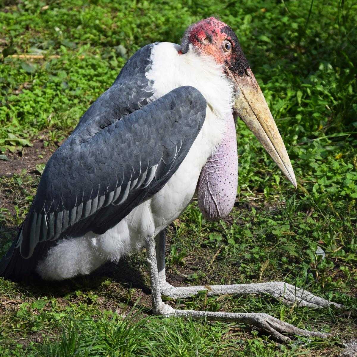 1200-48388254-marabou-bird.jpg