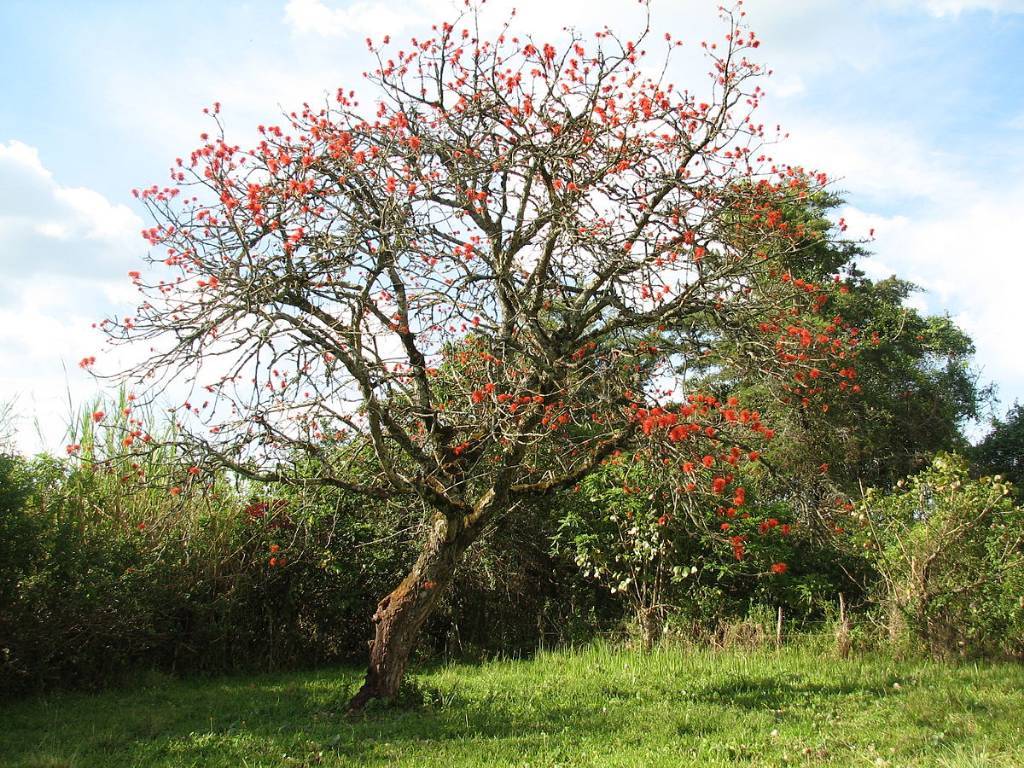 1200px-Erythrina_abyssinica_Tree.jpg