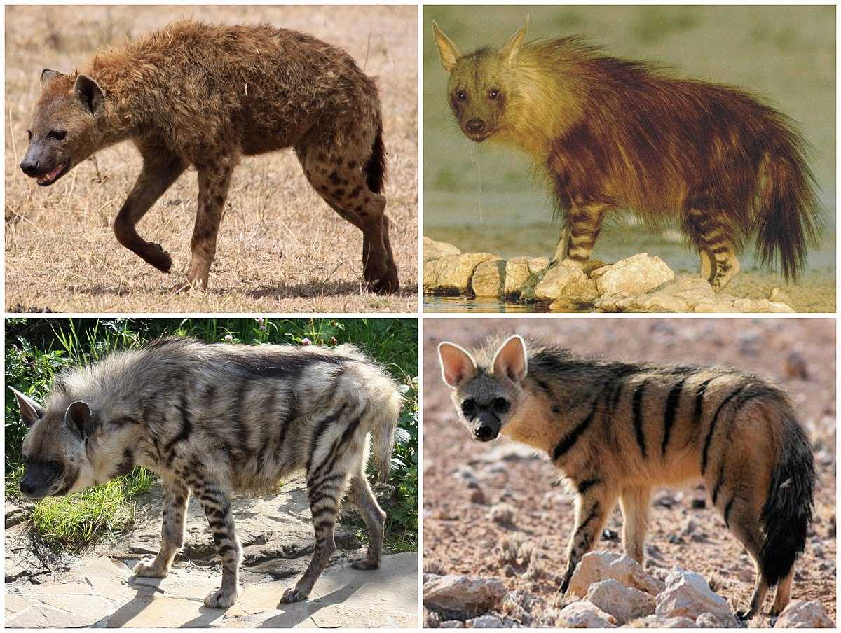1200px-Hyaenidae_Diversity.jpg