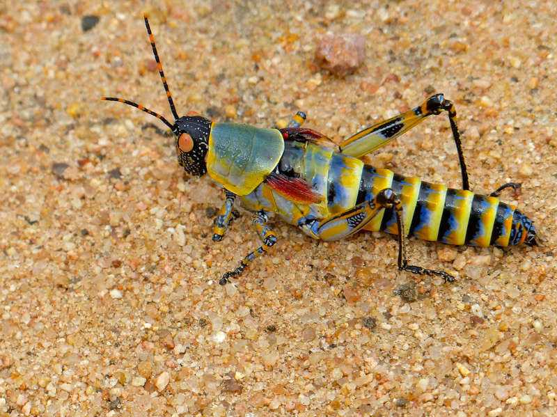 1490250657-elegant-grasshopper.jpg