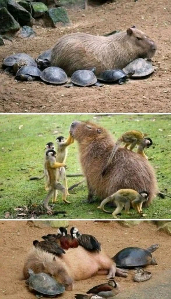 1744941571905.jpg