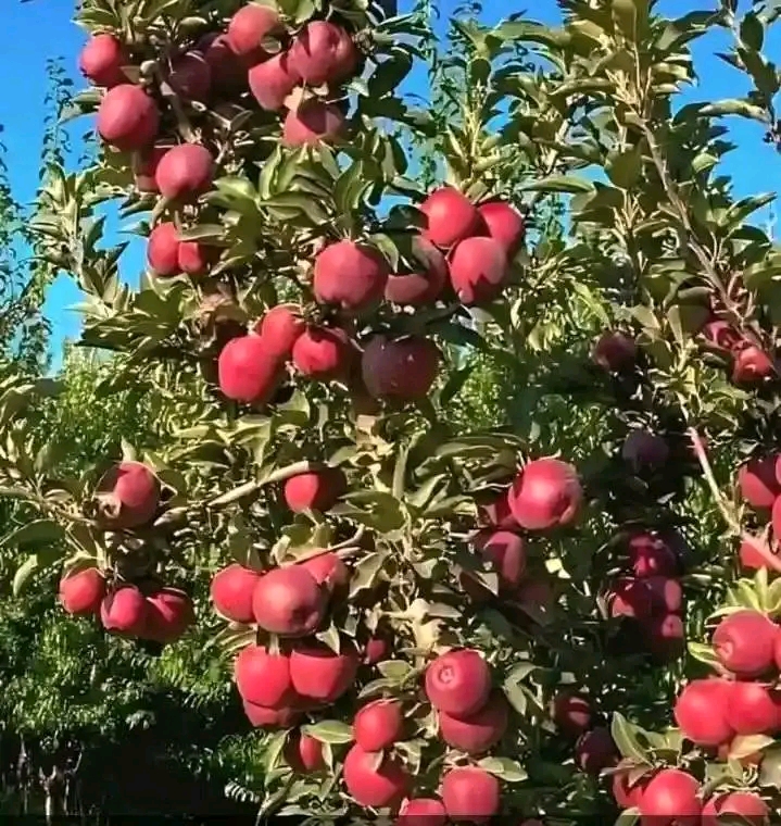 1753739595817.jpg