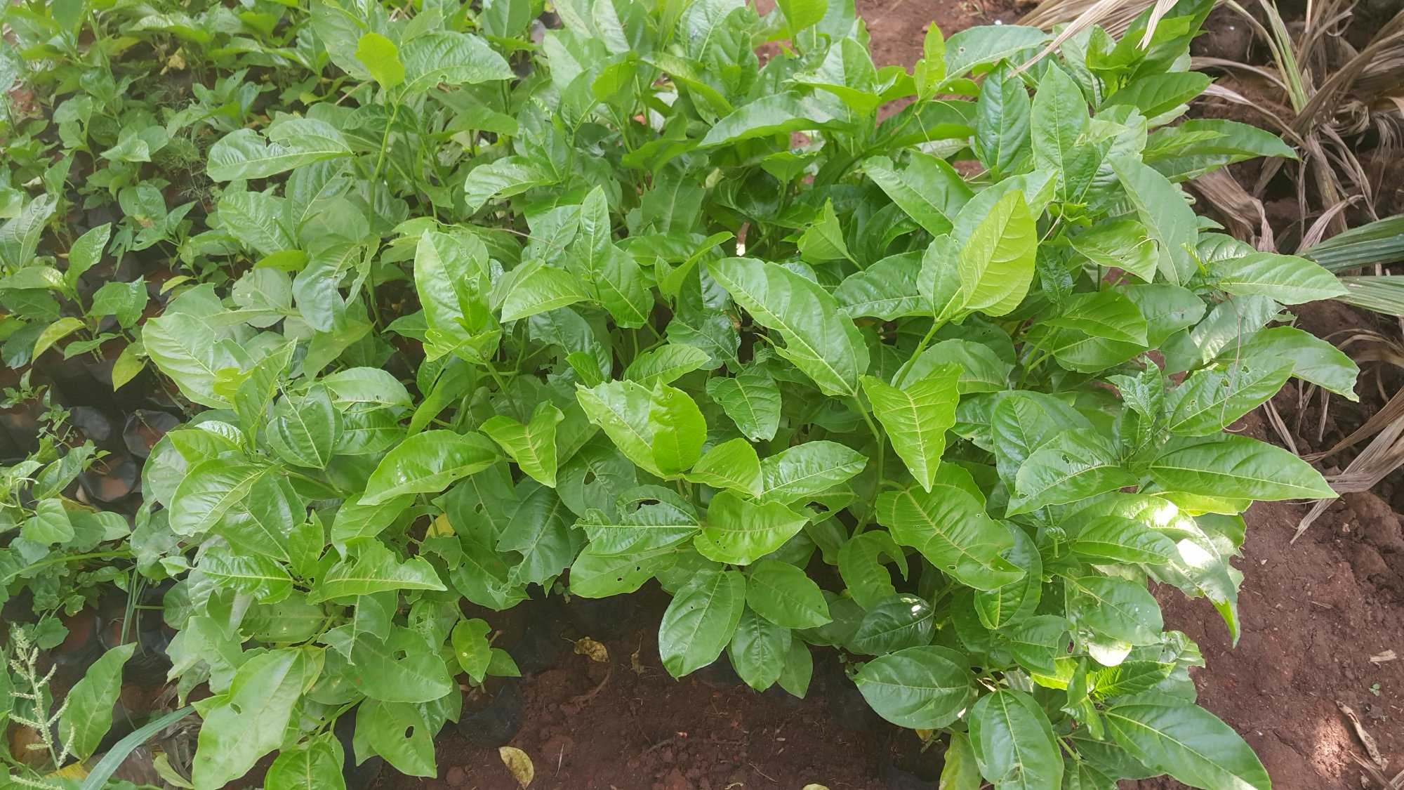 20201206_153908.jpg