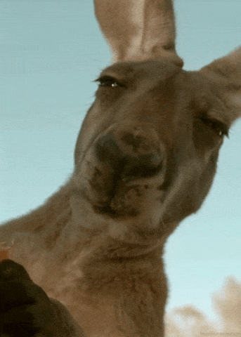 2872932_giphy.gif