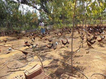 30backyardpoultry4.jpeg
