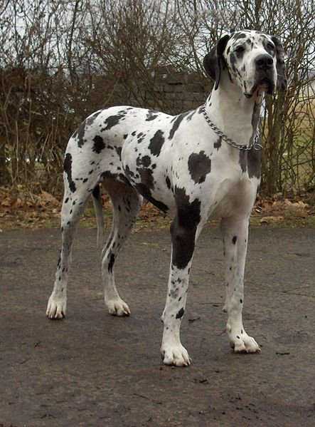 443px-Dogge_Odin.jpeg
