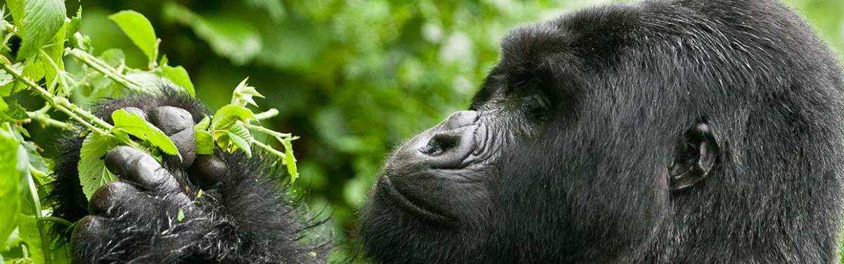 5 Days Gorilla Trekking.jpg