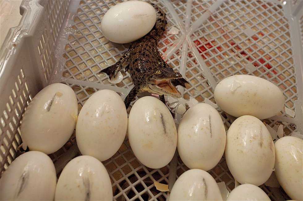 6.Hartley-s-Crocodile-Farm-Eustarine-Crocodile-Eggs.jpg