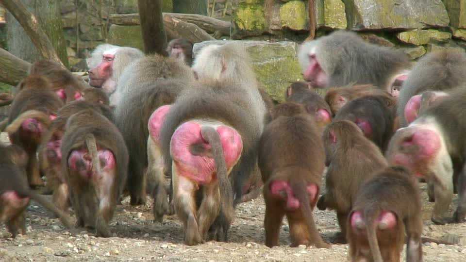 715801680-マントヒヒ-エメン動物園-尻-逃走.jpg