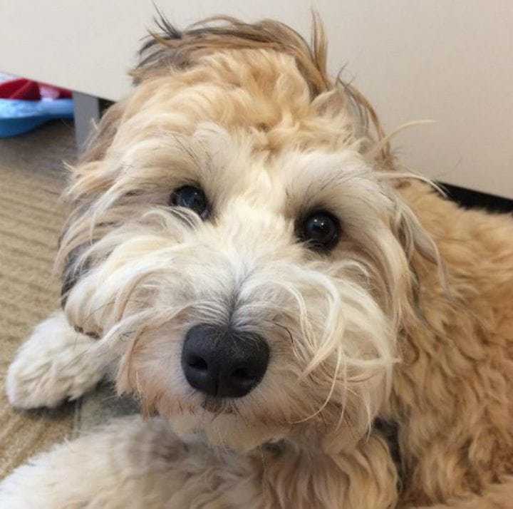 739f40d6-5.-poodlelier-rare-dog-breeds-pinterest.jpeg