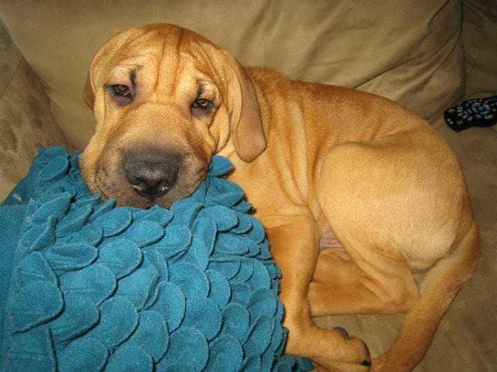 7a2ee8a8-12.-ba-shar-rare-dog-breeds-pinterest.jpeg