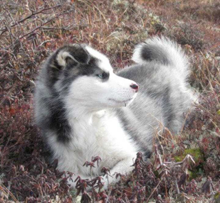 7cdbe938-21.-labrador-husky-rare-dog-breeds-pet-guide-dotcom.jpeg