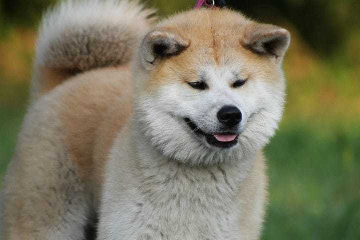800f3149-19.-akita-rare-dog-breeds-pawster-dotcom.jpeg