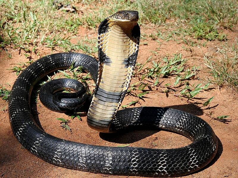 800px-12_-_The_Mystical_King_Cobra_and_Coffee_Forests.jpeg
