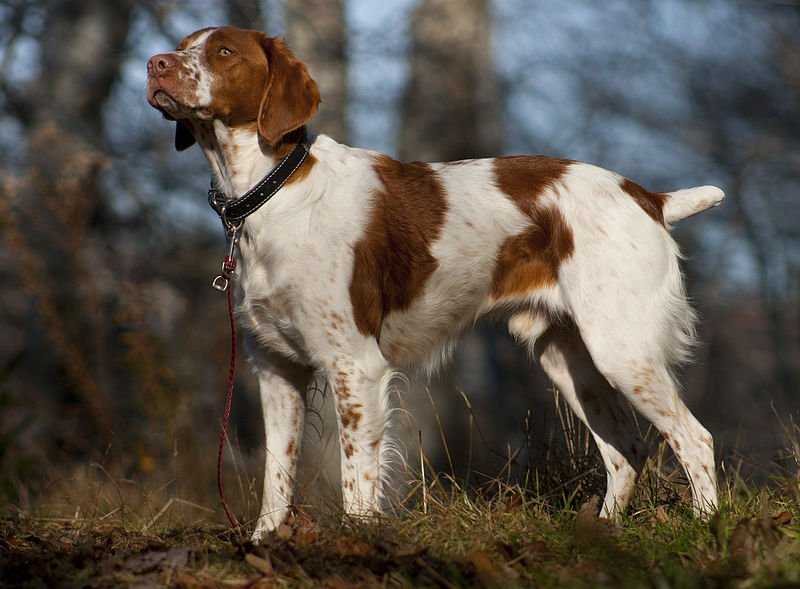 800px-American_Brittany_standing.jpeg