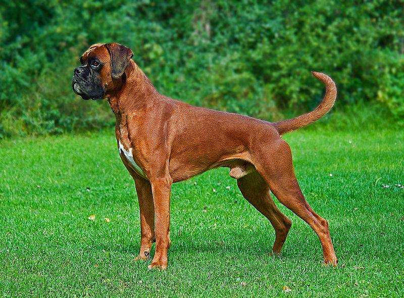 800px-Male_fawn_Boxer_undocked.jpeg